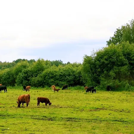 Farm stay Ilola Maatilamatkailu *