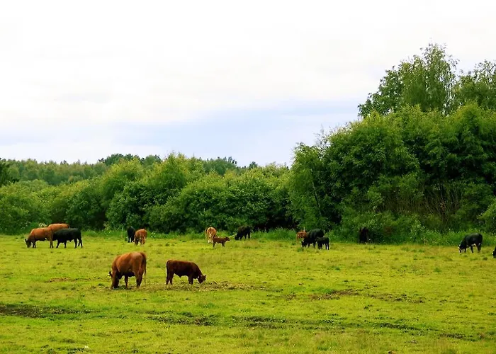 مزرعة للإقامة Ilola Maatilamatkailu *